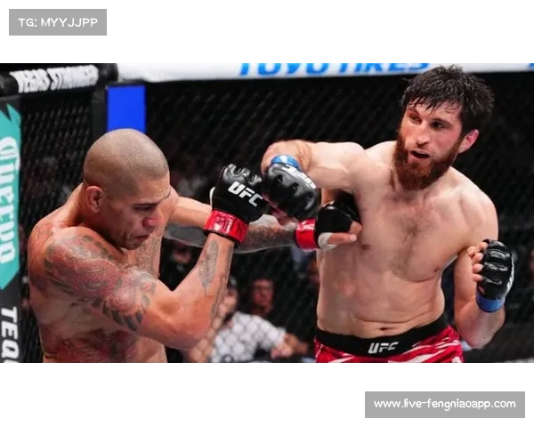 佩雷拉复仇安卡拉耶夫,轻重量级王座再起波澜 佩雷拉复仇安卡拉耶夫,轻重量级王座再起波澜